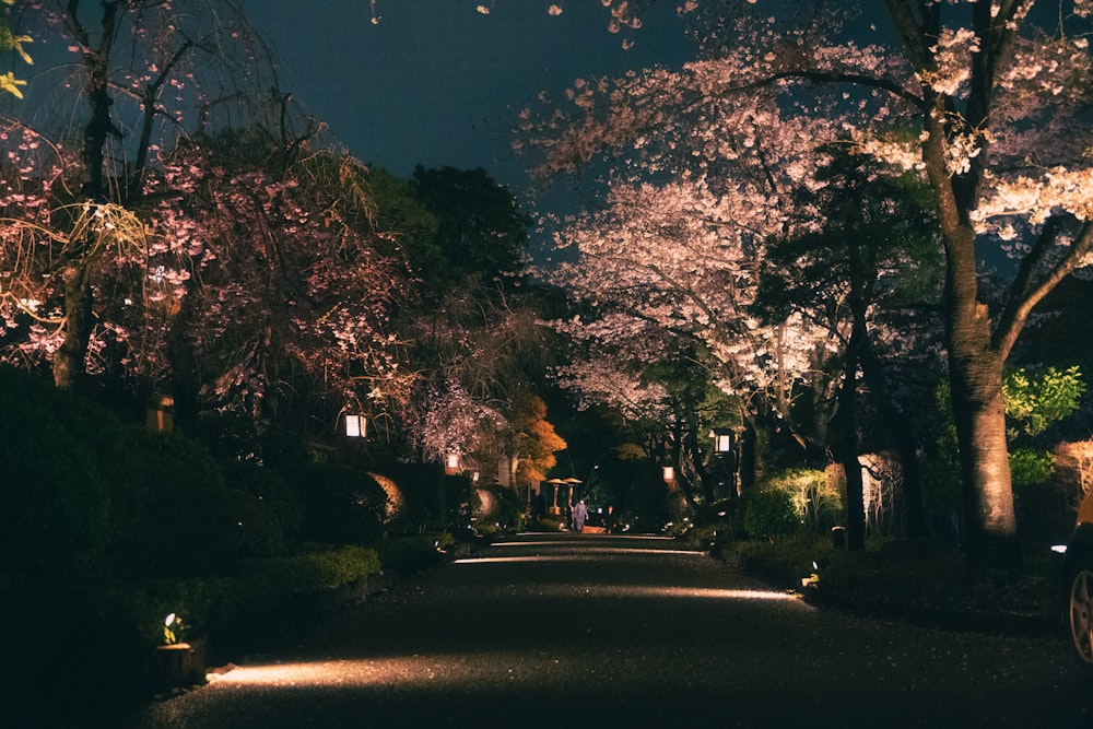a street lined with blooming trees at night