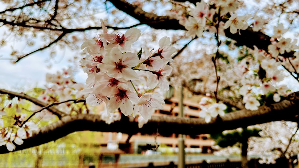 a branch of a cherry blossom tree with a building in the background