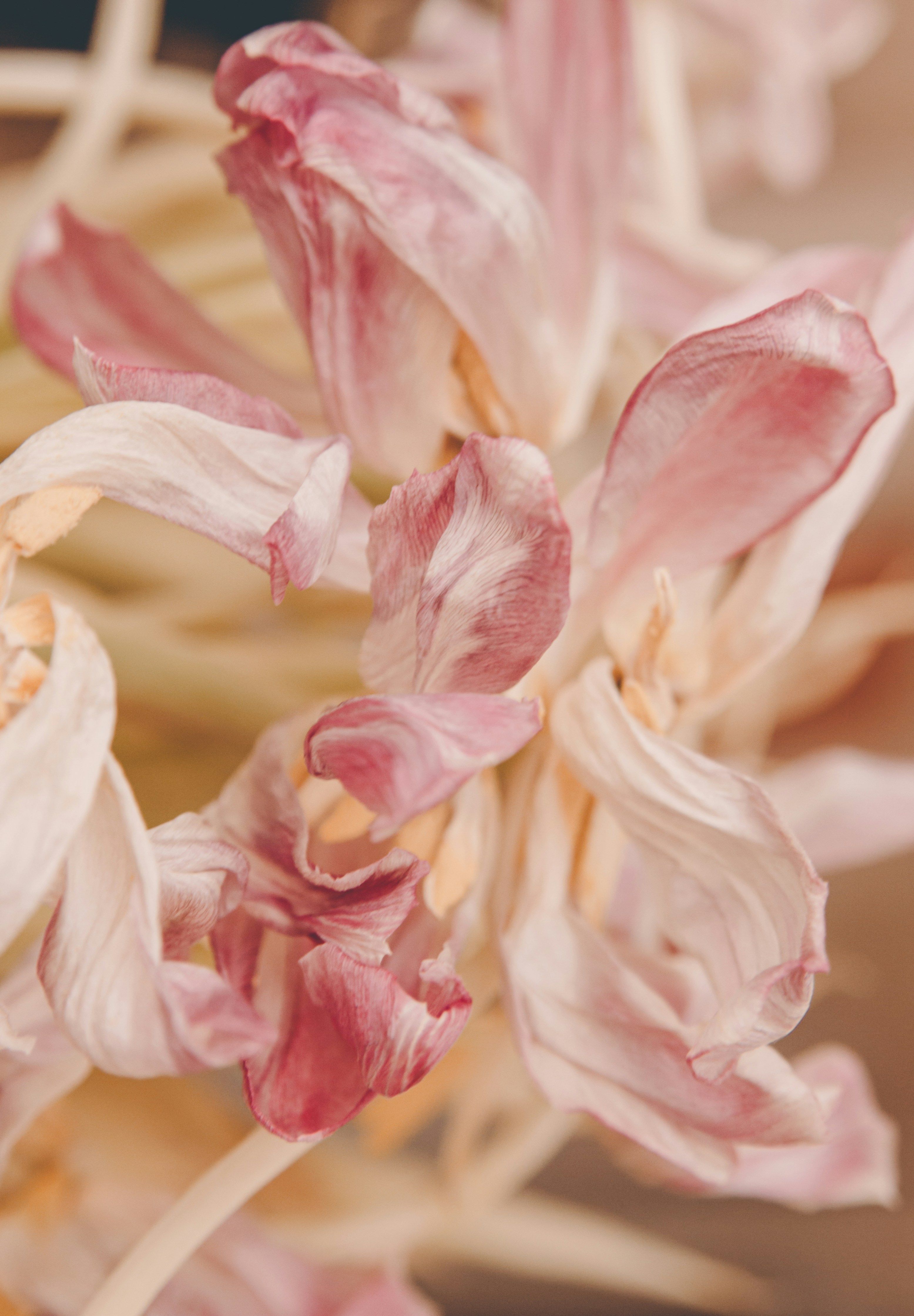 Photo by sam_badmaeva