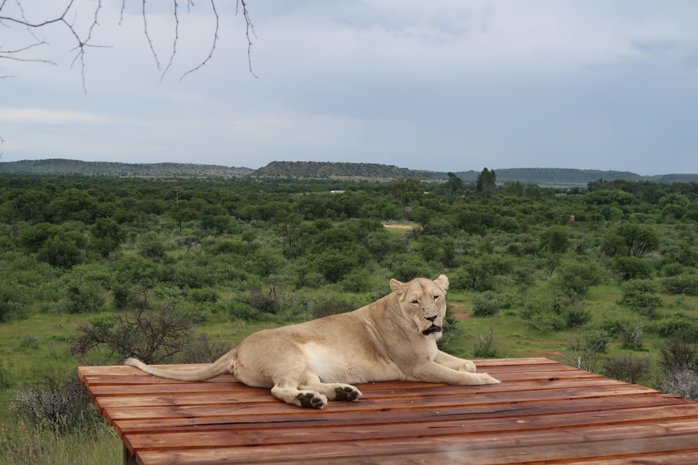 a large white lion laying on top of a wooden platform