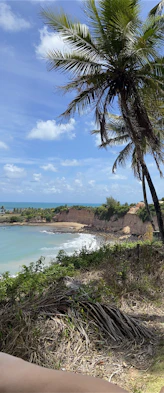 a view of a beach with a palm tree in the foreground