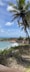 a view of a beach with a palm tree in the foreground