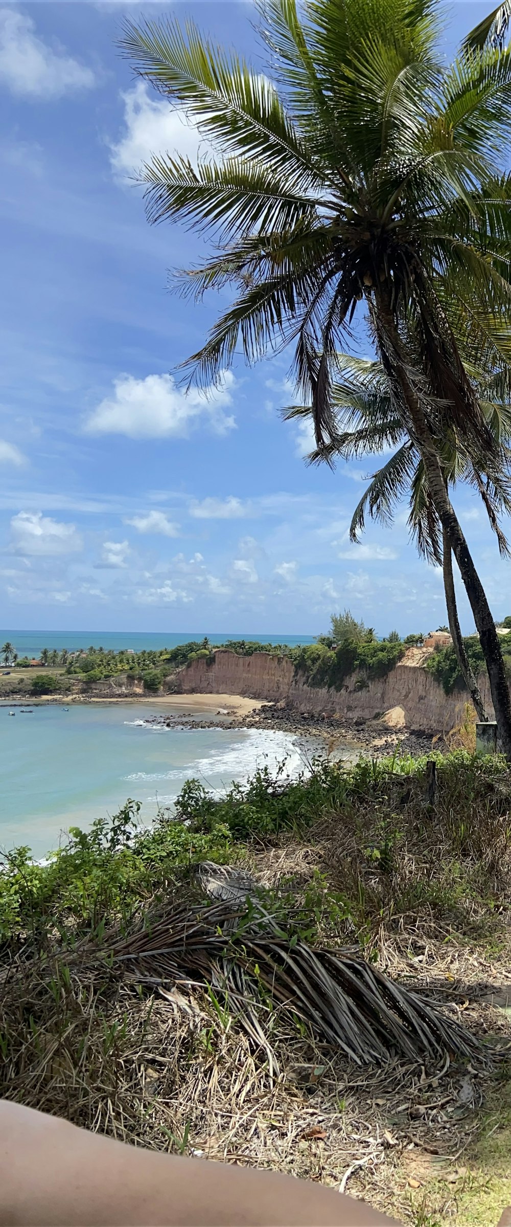 a view of a beach with a palm tree in the foreground