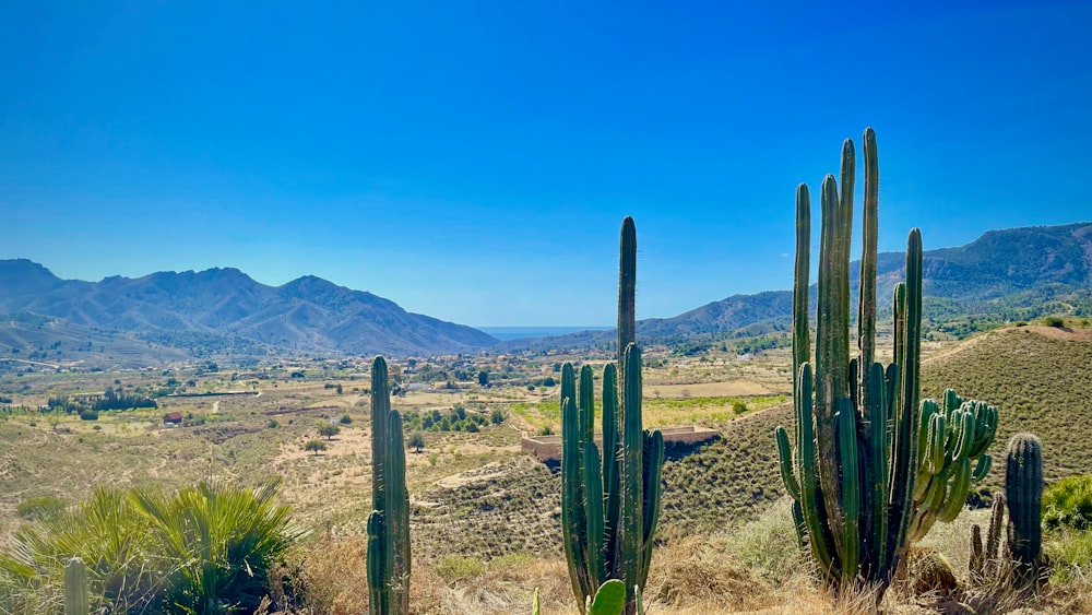 Un grande gruppo di piante di cactus in un campo