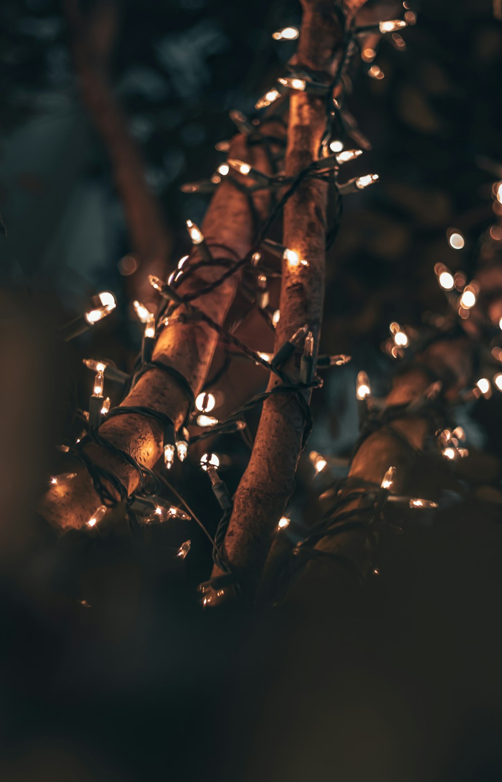 un mucchio di luci che sono su un albero