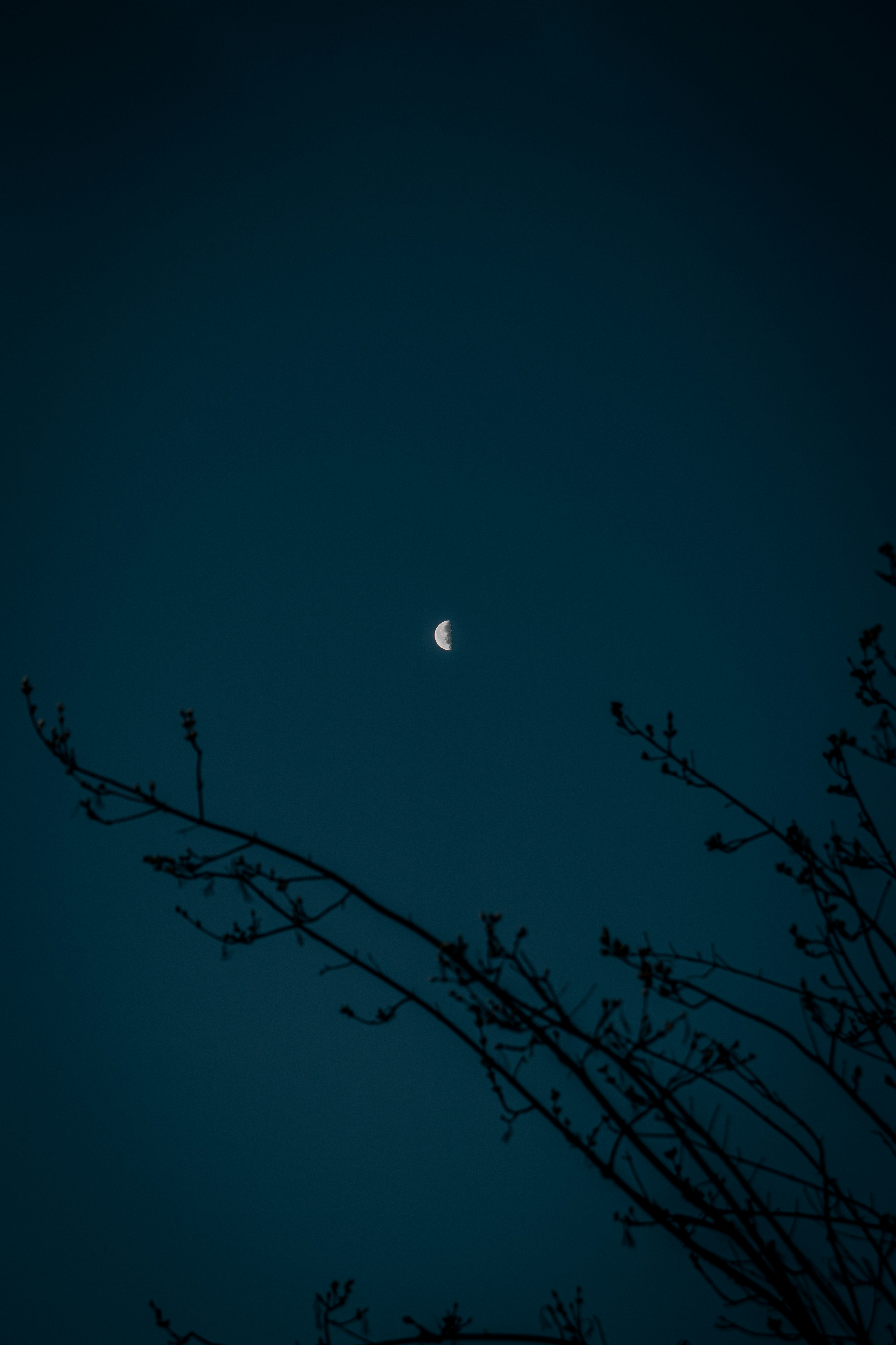 the moon is seen through the branches of a tree