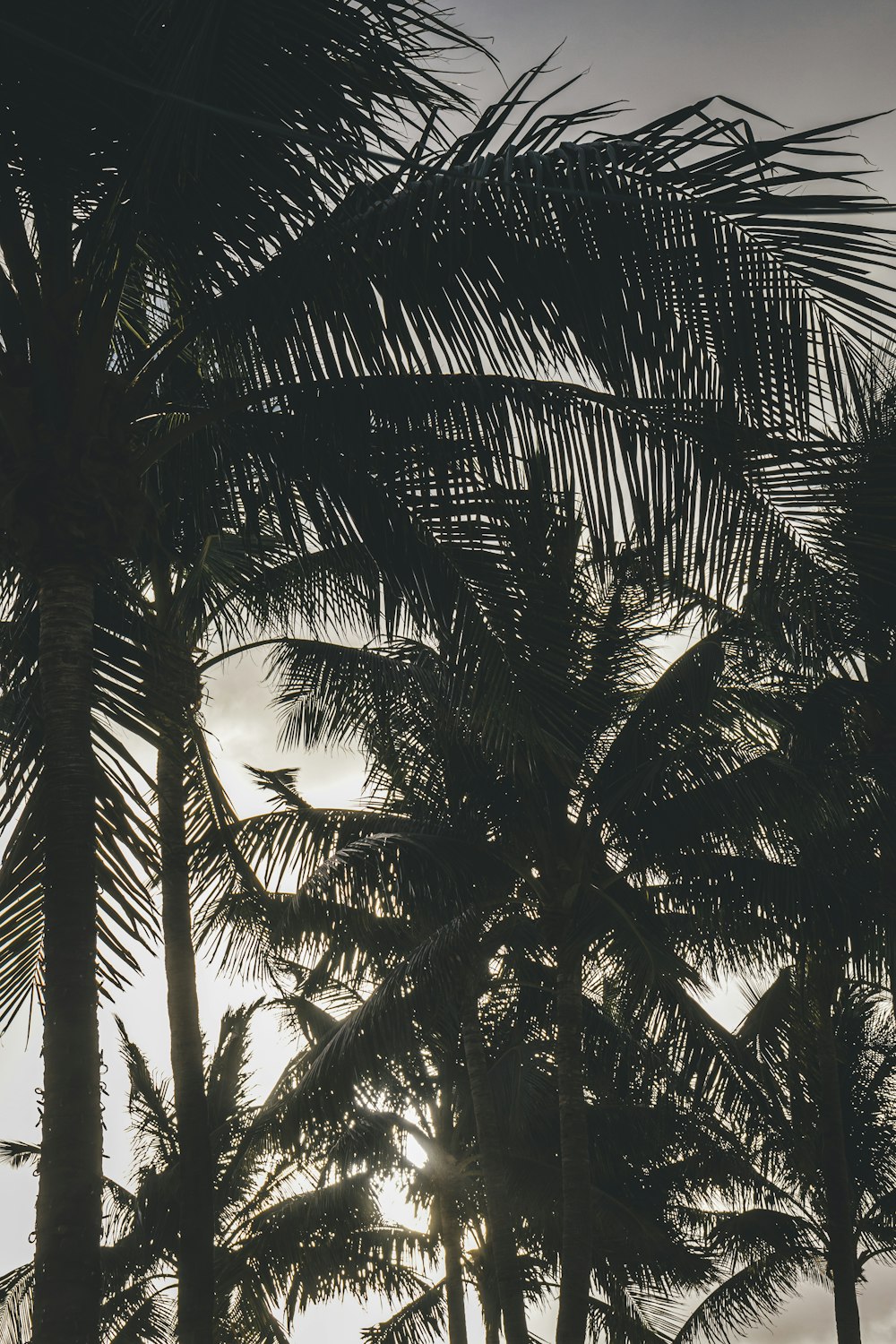 a black and white photo of palm trees