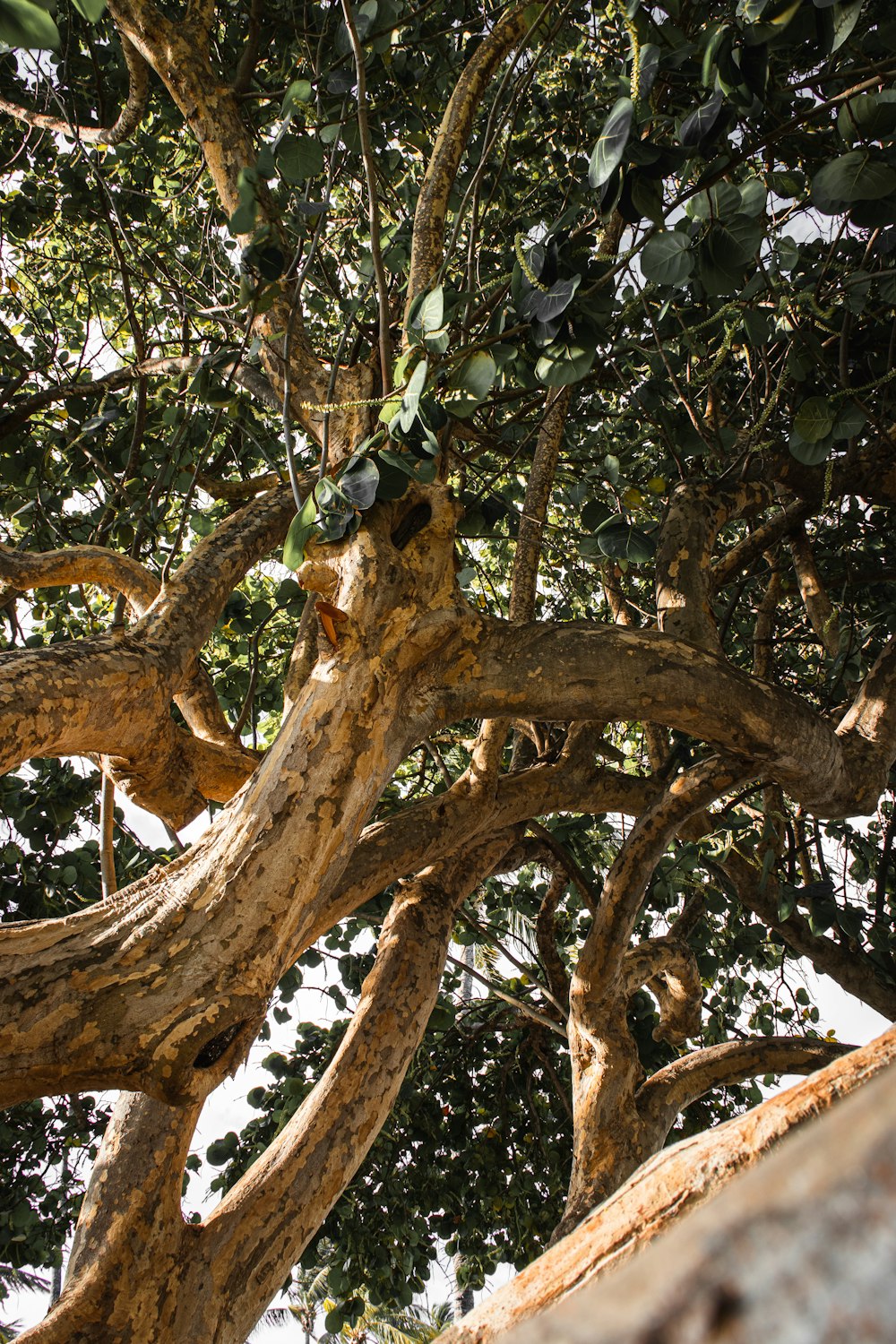 a large tree with lots of green leaves