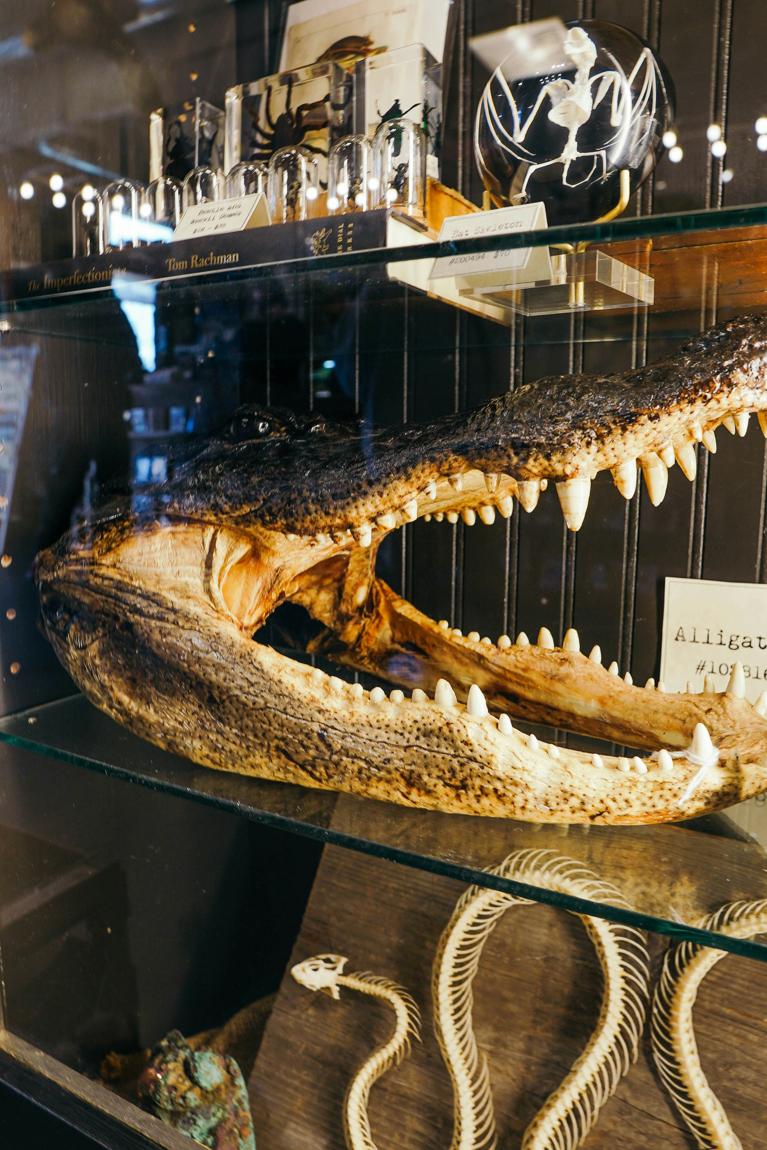 una vetrina con i denti di un finto alligatore