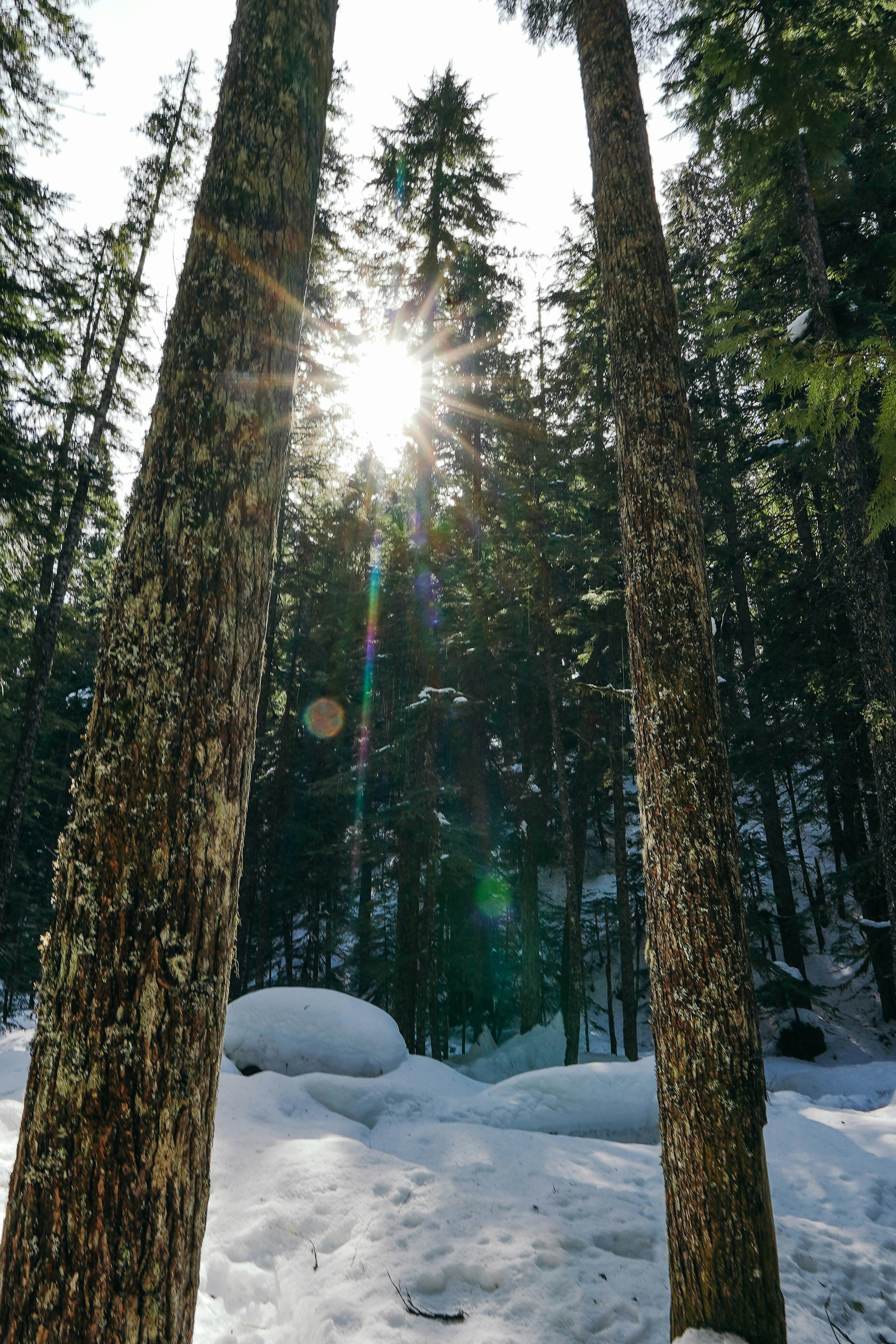 Le soleil brille à travers les arbres dans la neige