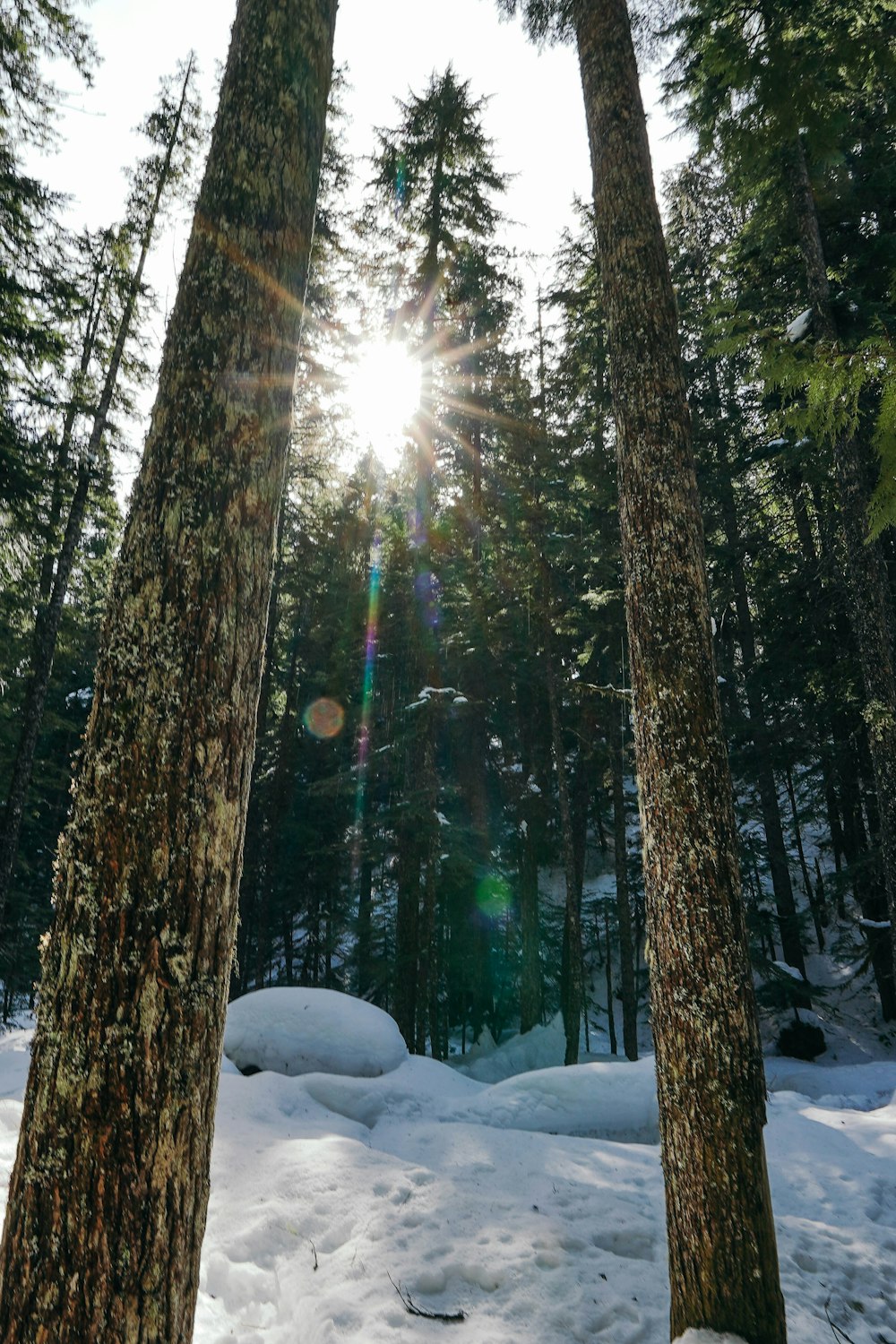 Die Sonne scheint durch die Bäume im Schnee