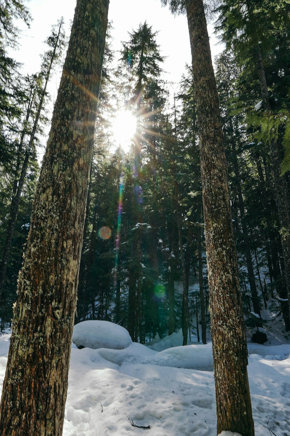 the sun is shining through the trees in the snow