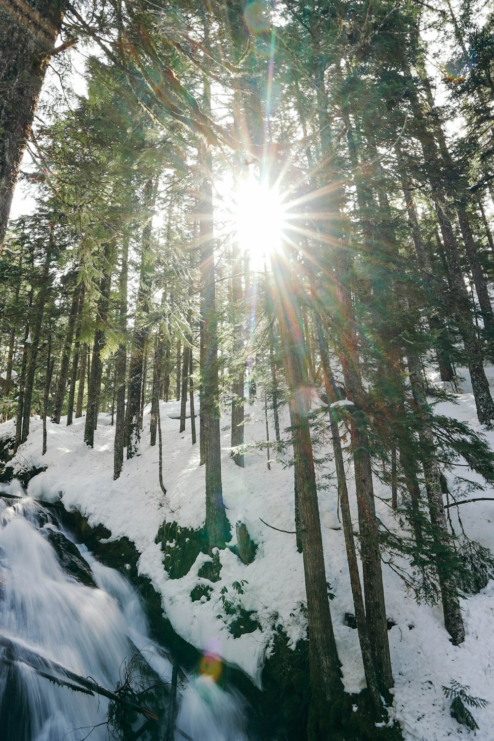 the sun is shining through the trees in the woods