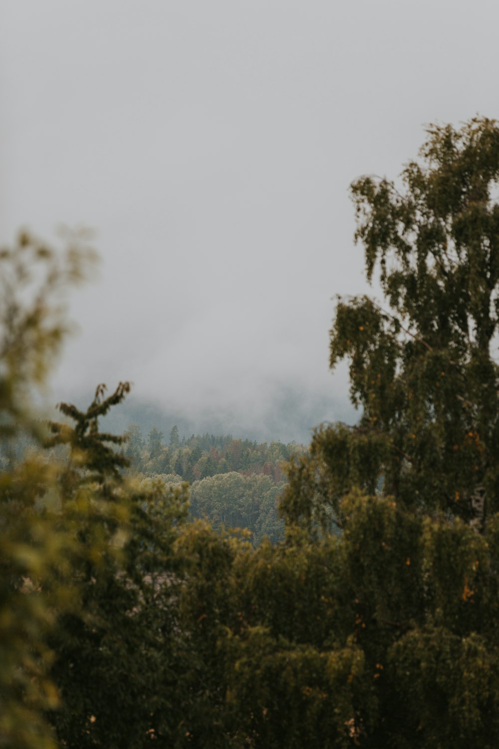 a view of a mountain through the trees