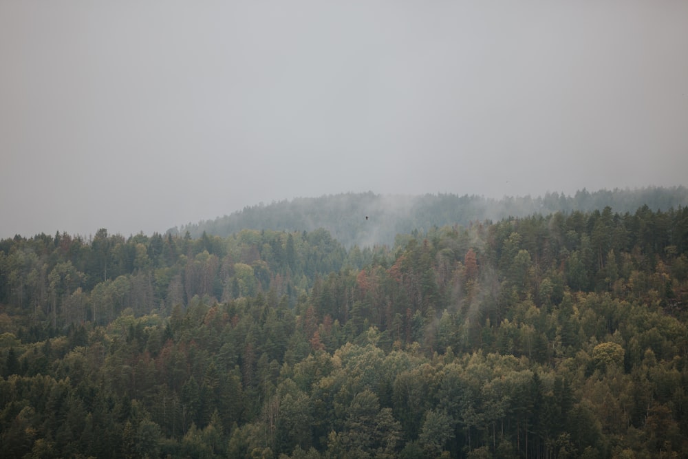 a foggy forest filled with lots of trees