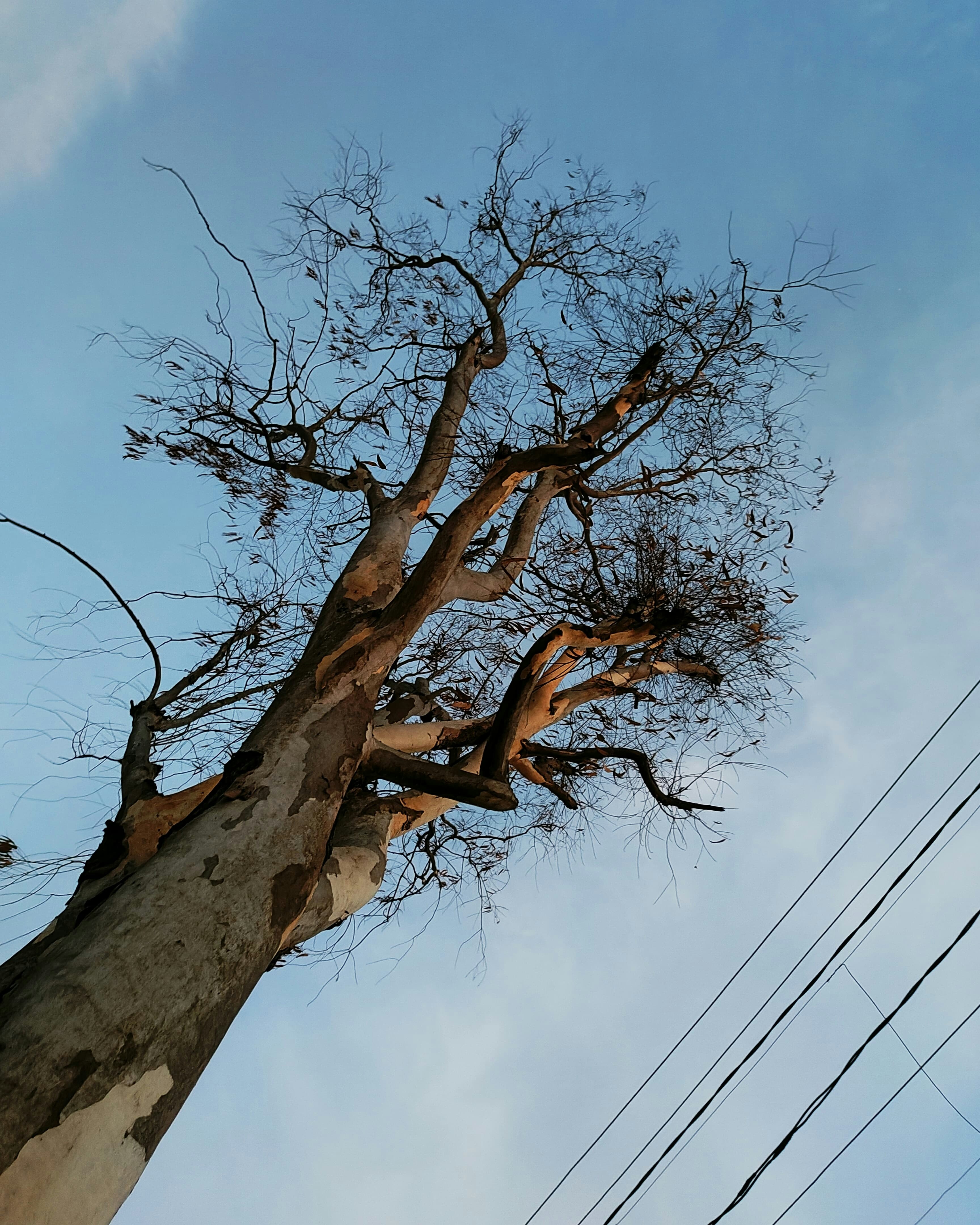 Trees Have Electrical Communication Too (image credits: unsplash)