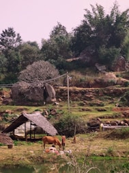 A rural landscape featuring a thatched shelter surrounded by greenery. A cow and a goat graze nearby, with a person standing close to them. In the background, there are large rocks and densely clustered trees. The ground appears uneven with grassy patches and some bare earth.