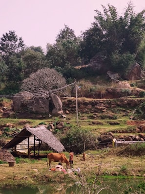 A rural landscape featuring a thatched shelter surrounded by greenery. A cow and a goat graze nearby, with a person standing close to them. In the background, there are large rocks and densely clustered trees. The ground appears uneven with grassy patches and some bare earth.