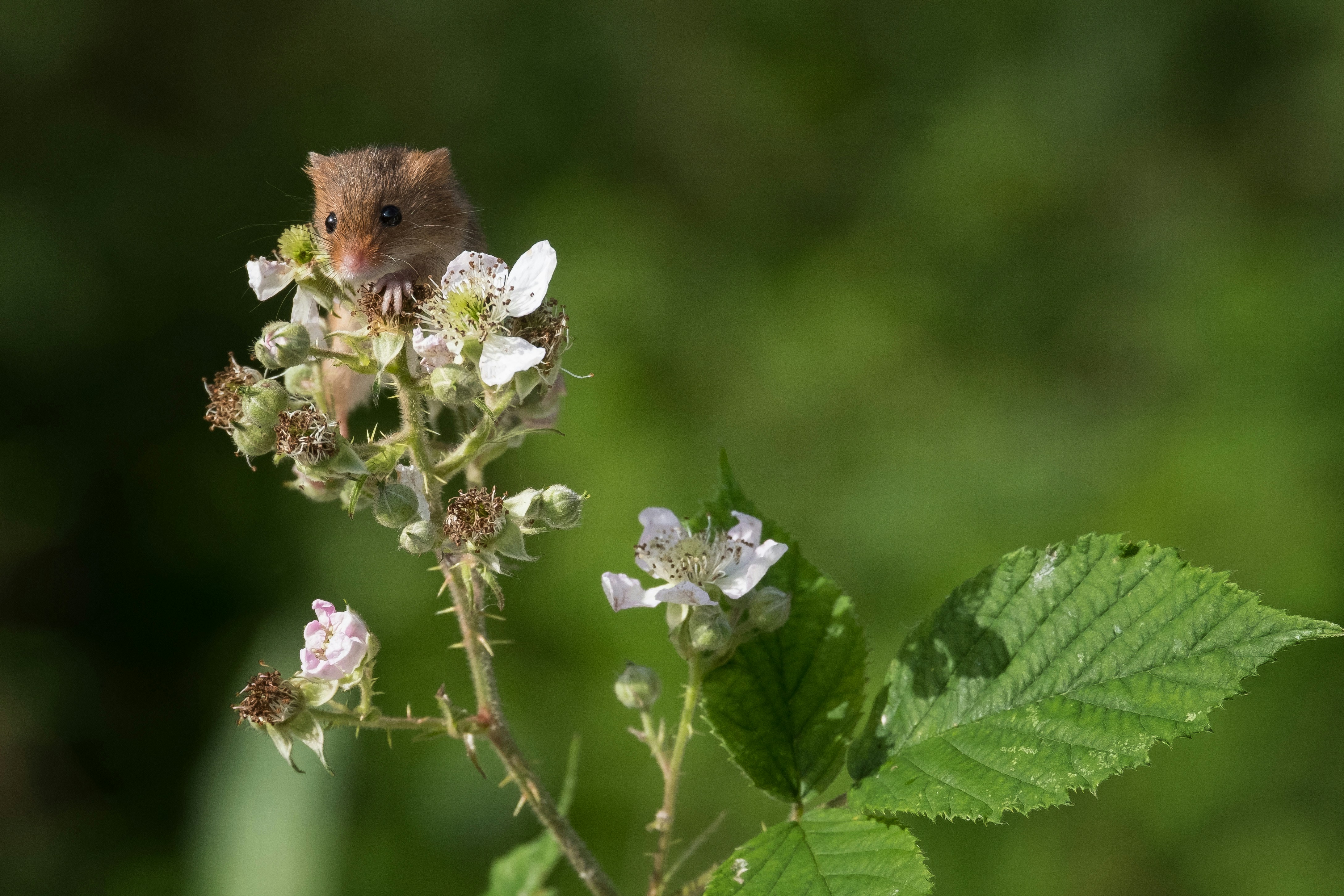 un petit animal assis sur une fleur