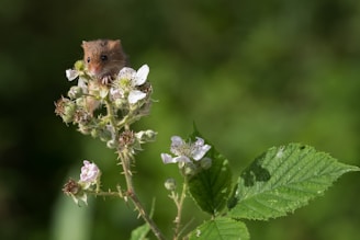 A small mouse is perched on a flowering plant, surrounded by white and pink blooms and lush green leaves. The mouse's tiny size is accentuated by its large, curious eyes and delicate paws gripping the flower. The backdrop consists of a soft focus, verdant greenery.