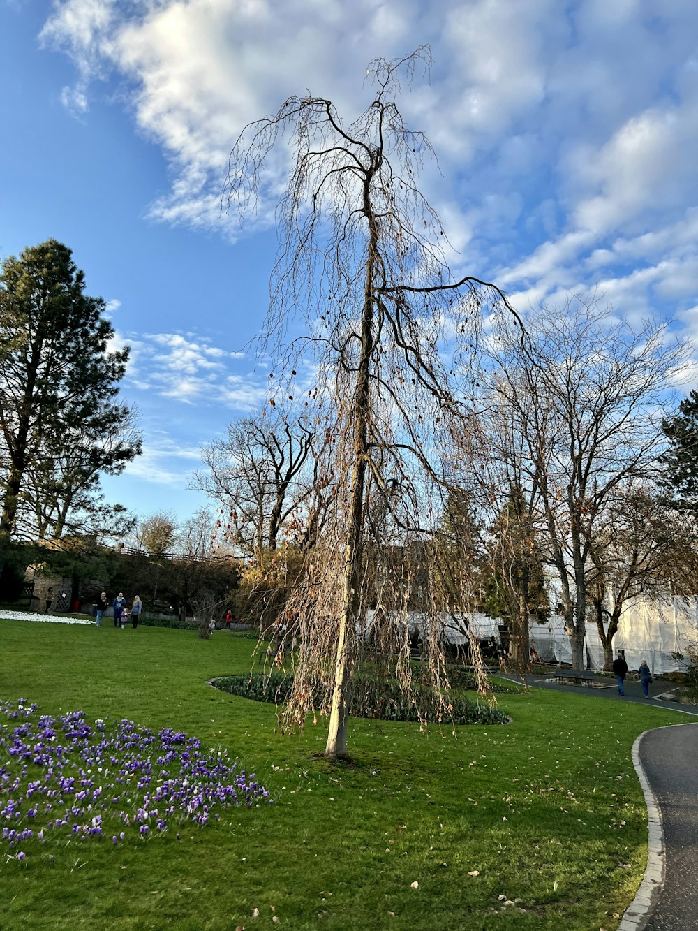 a tree that is standing in the grass