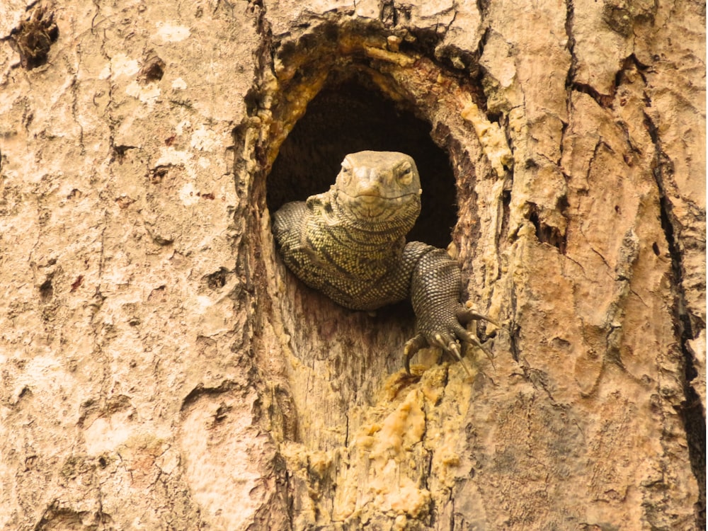 a small lizard is poking its head out of a hole in a tree