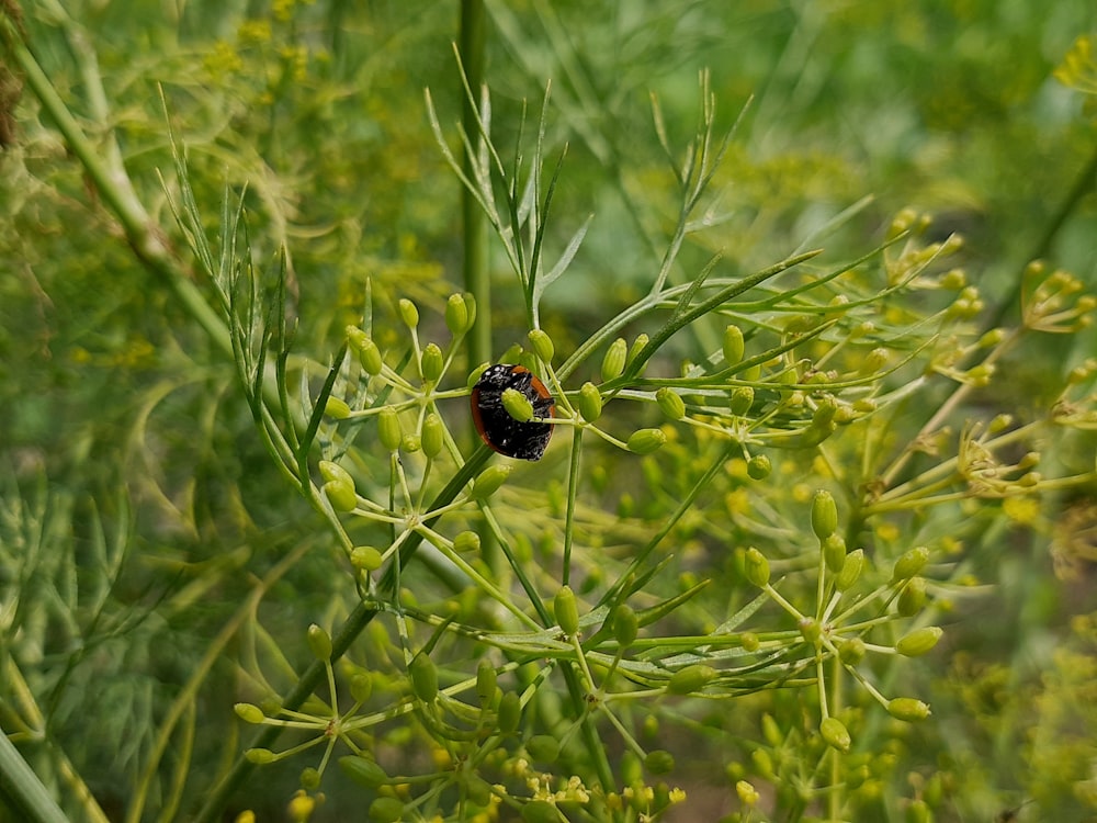 a small black and red bug sitting on top of a green plant
