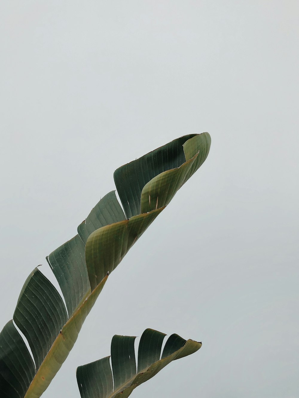 two large green leaves are in the air