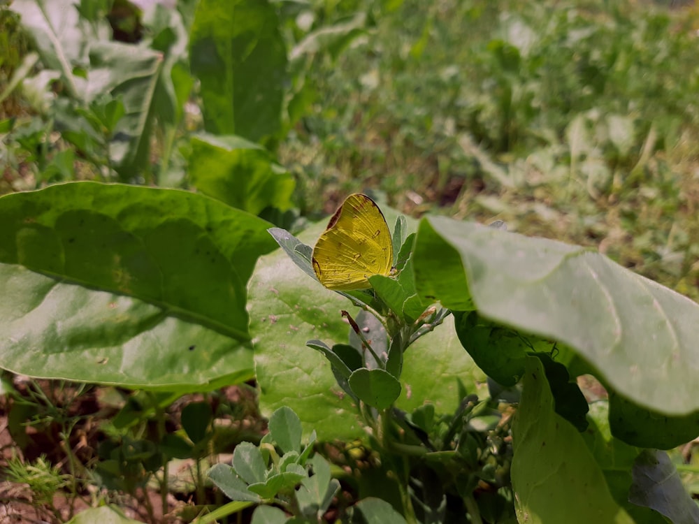 una farfalla gialla seduta sopra una pianta verde