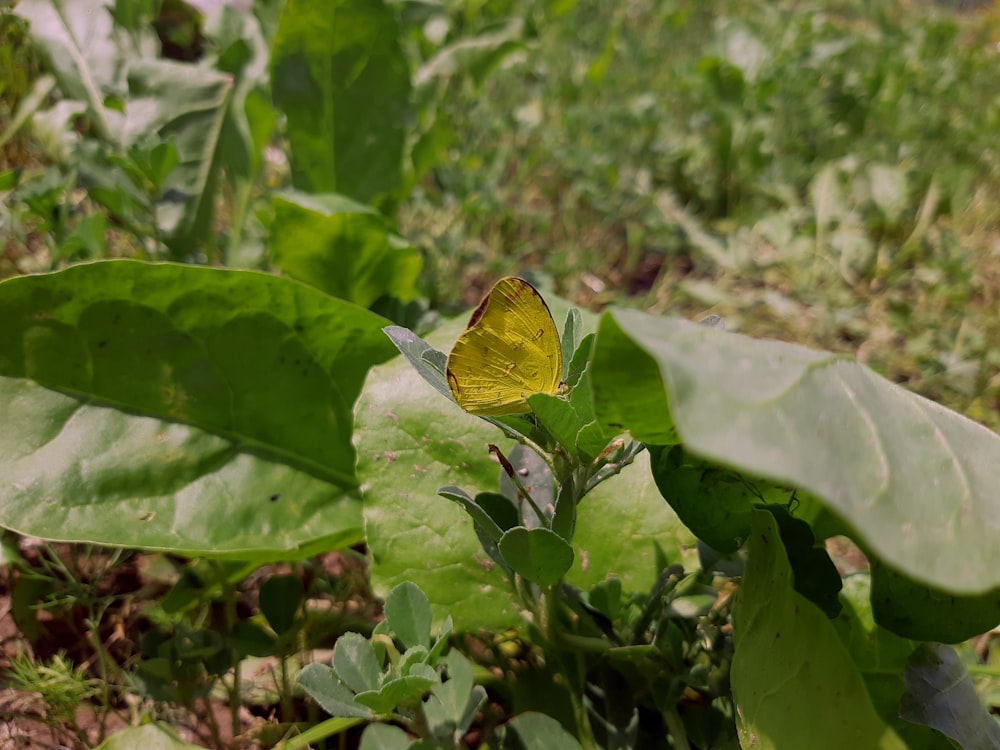 a yellow butterfly sitting on top of a green plant