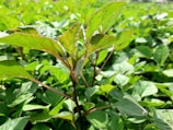 a close up of a leafy plant in a field