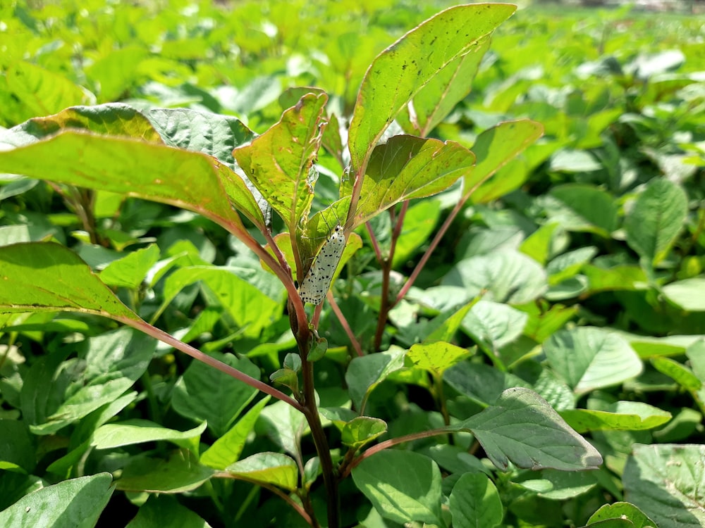 a close up of a leafy plant in a field