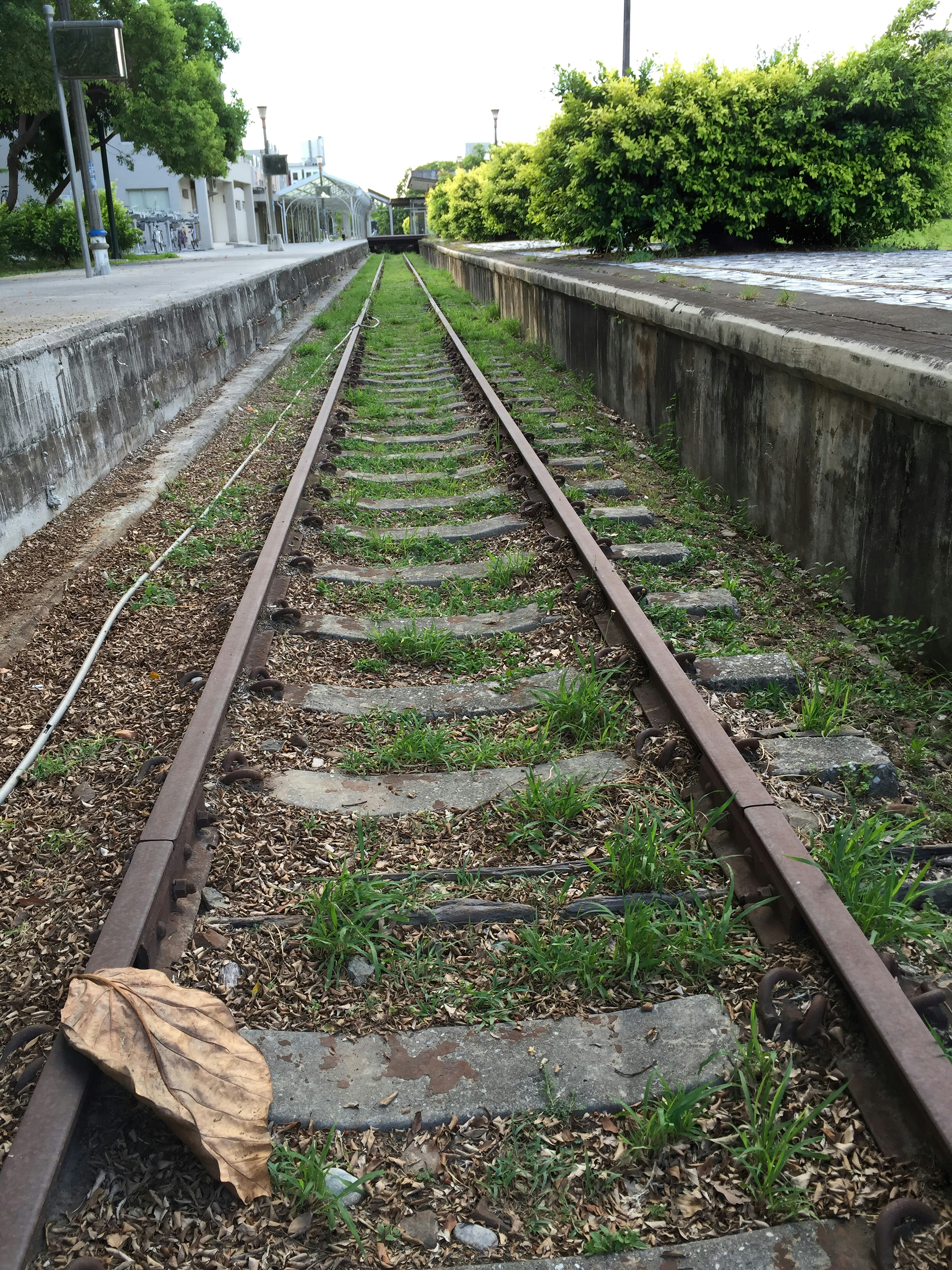 Understanding Attention Collapse in Very Long Training Runs