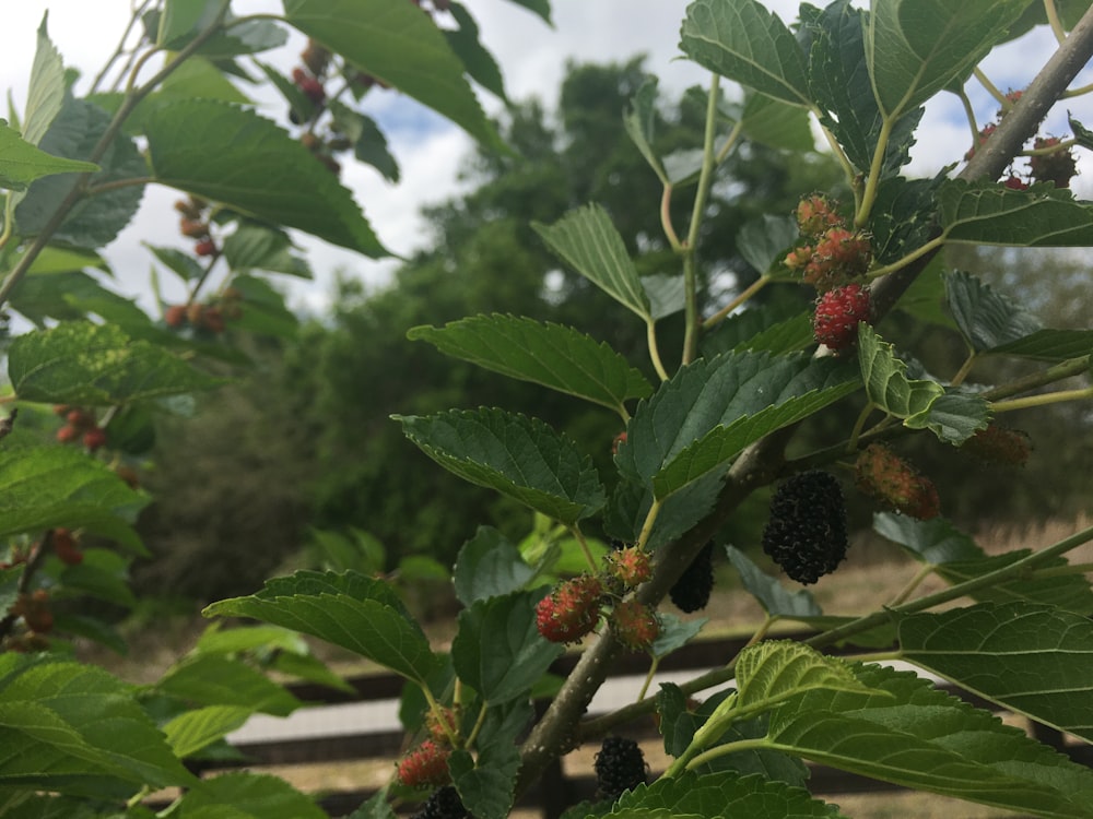 a bunch of berries growing on a tree