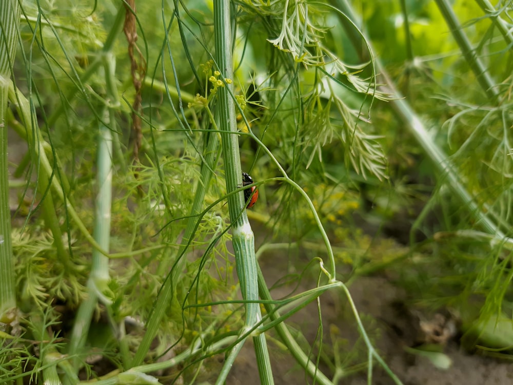 un insecte rampant sur une plante dans un champ