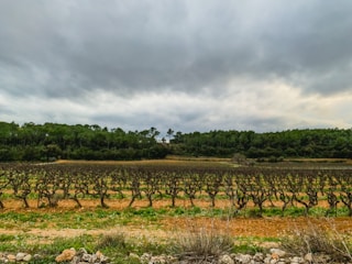 A vineyard landscape under a cloudy sky with rows of pruned grapevines stretching across the field. The background features a dense line of trees, adding depth to the scene. Foreground details include patches of grass and dry shrubs on reddish-brown soil.