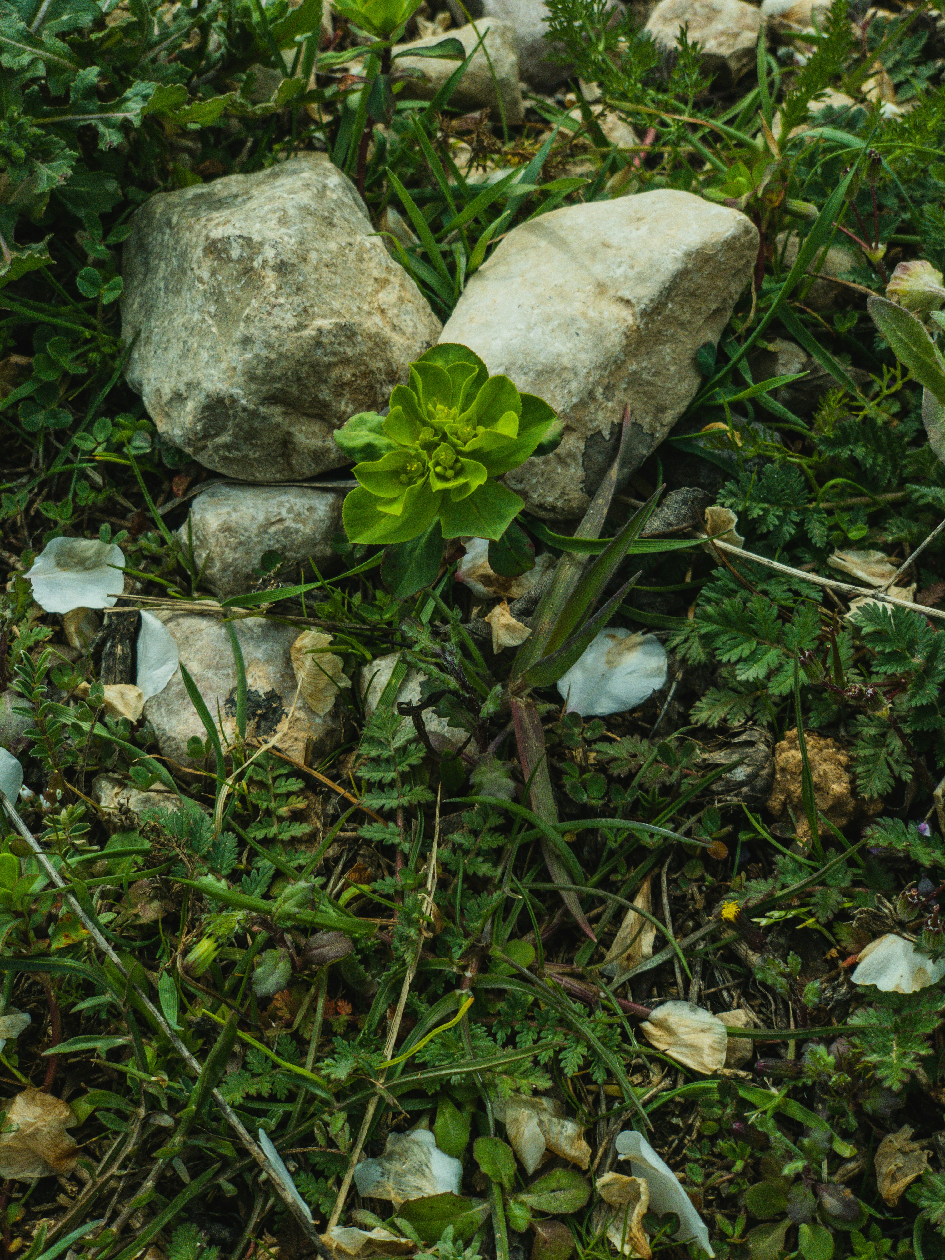 a small green plant growing out of a pile of rocks