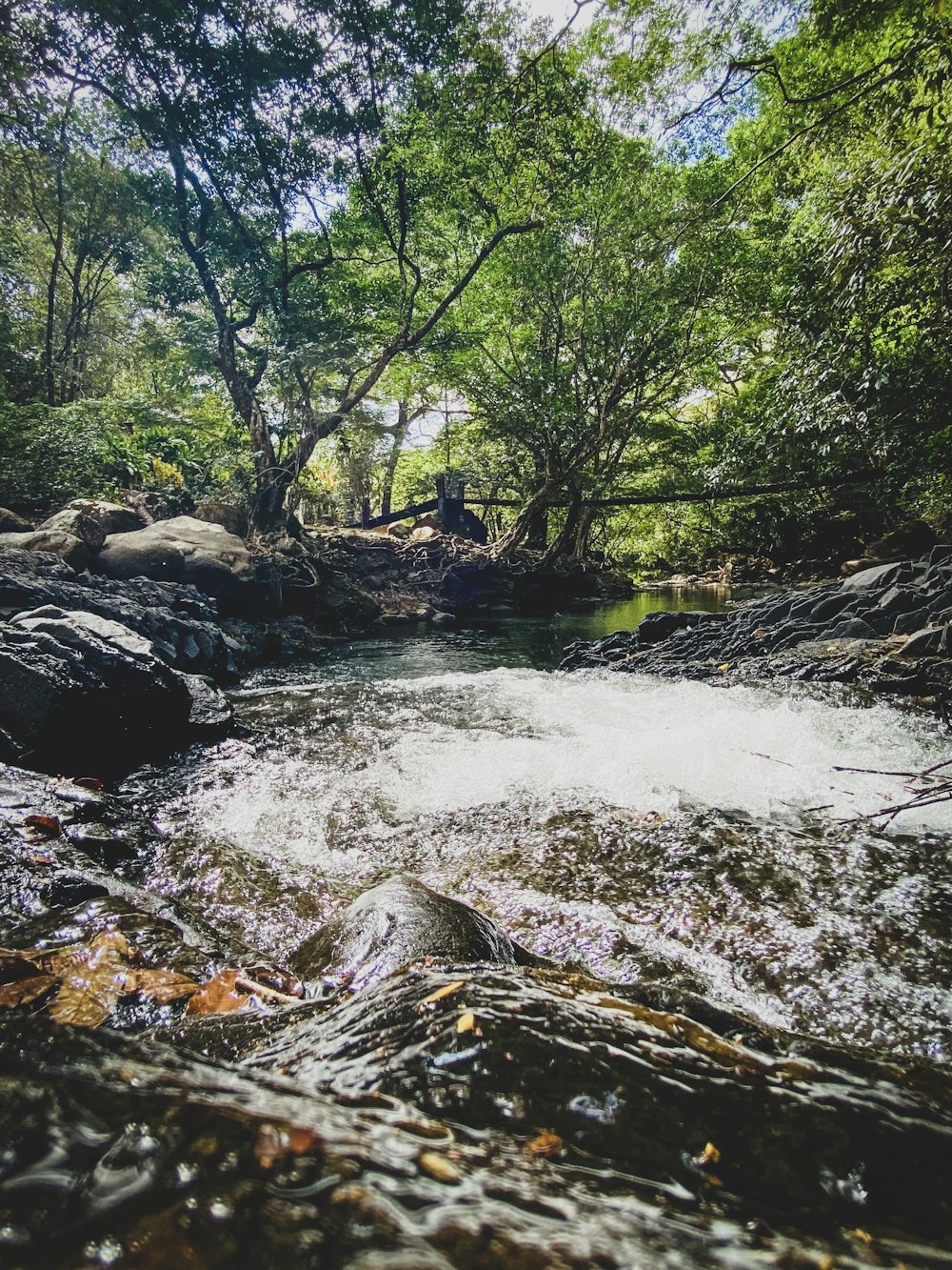 a river running through a lush green forest