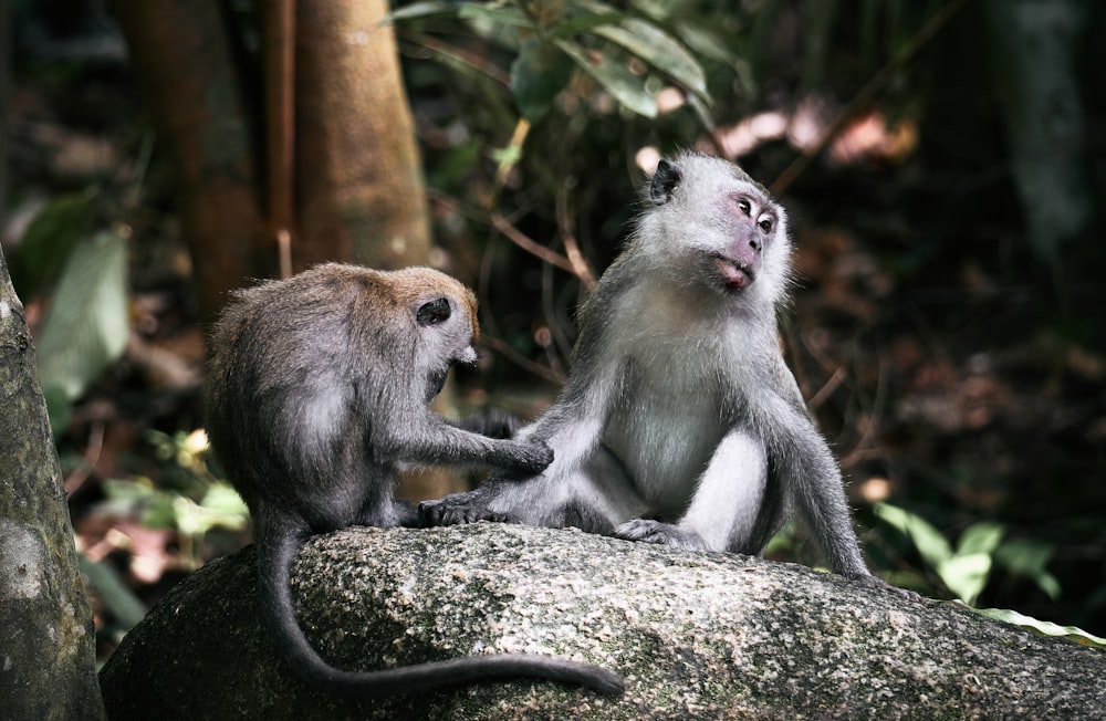 a couple of monkeys sitting on top of a rock