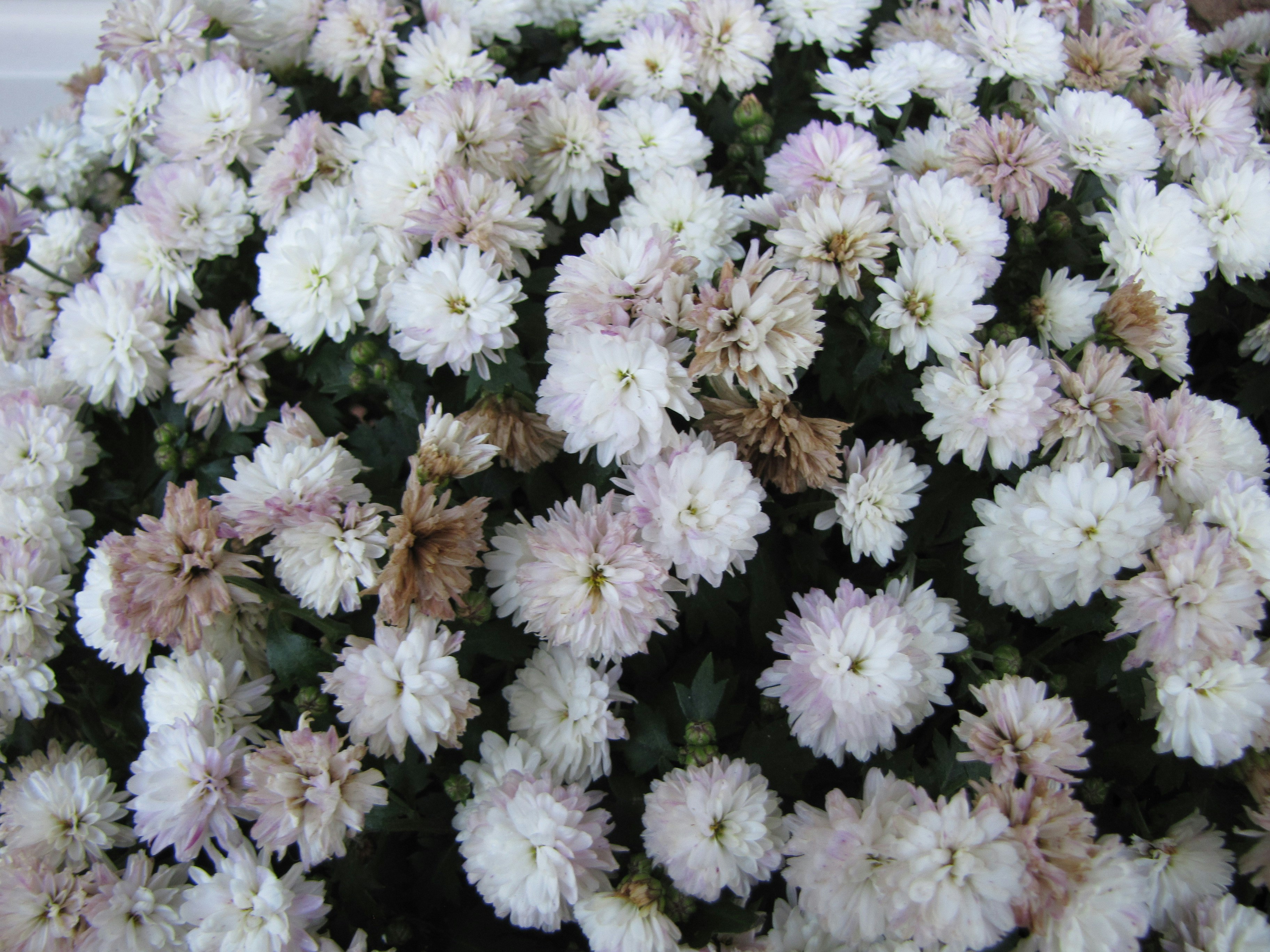 Photo by willythewizard