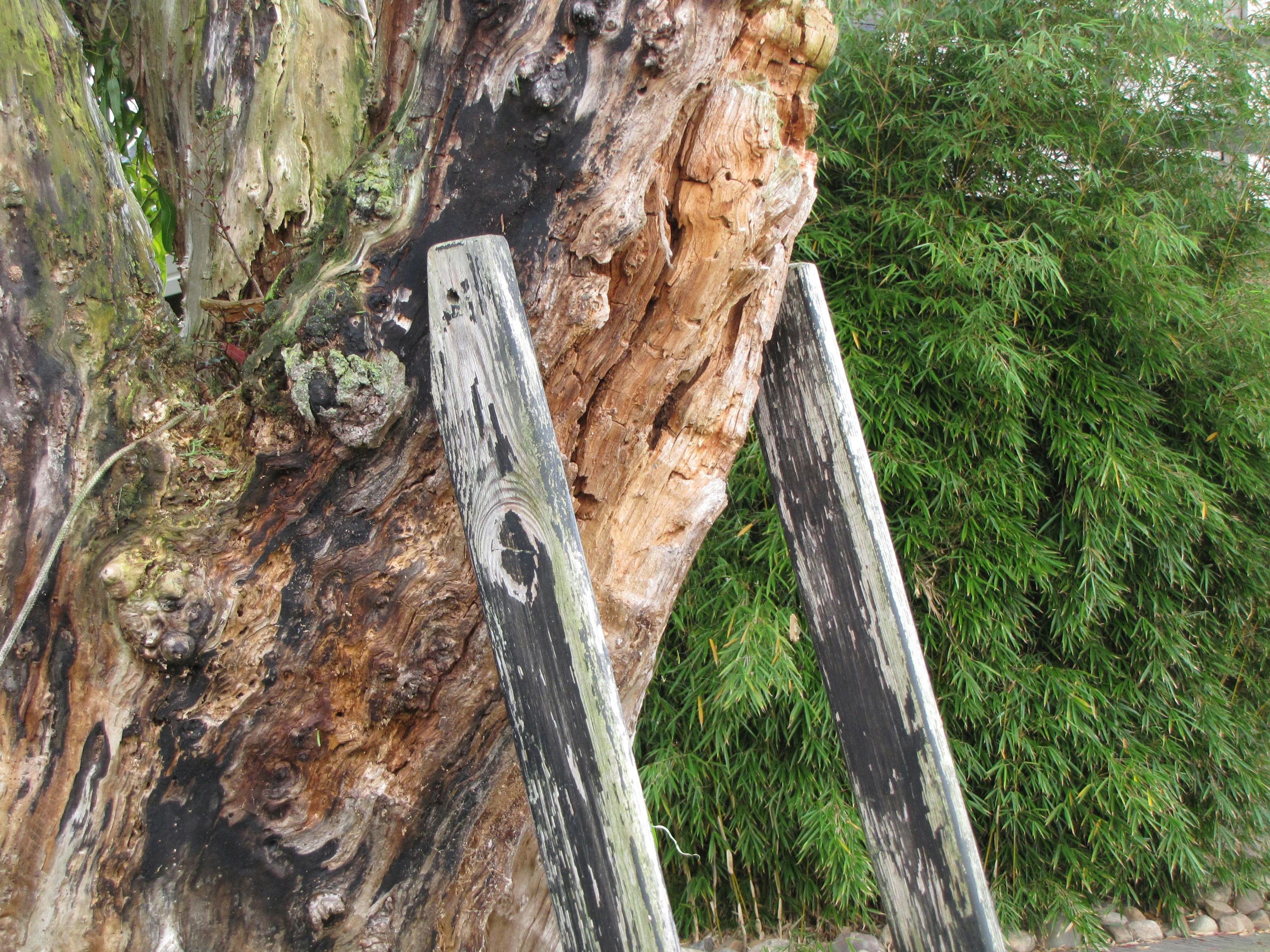 tree with clear signs of disease or structural damage - tree cutting
