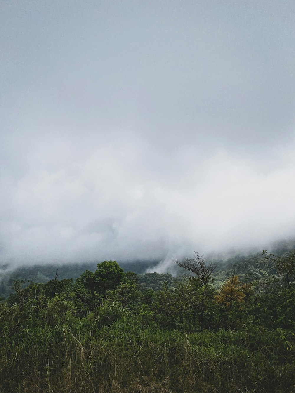 a field with trees and clouds in the background