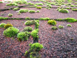 Technician carefully applying moss treatment on a sloped roof.