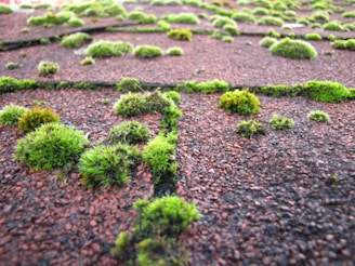 moss growing on the side of a building