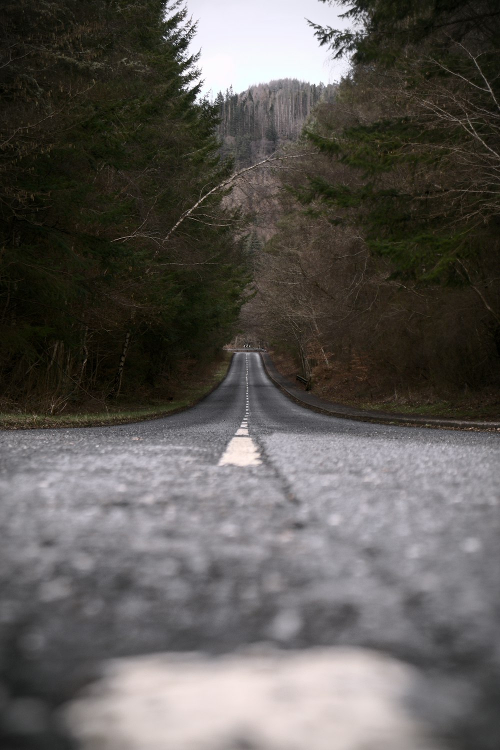 an empty road in the middle of a forest