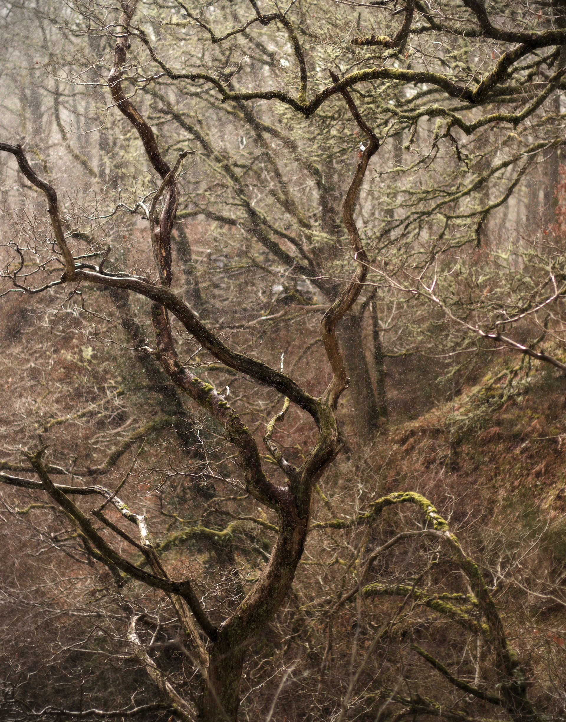 a tree with no leaves in a forest
