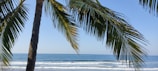 Tropical beach view with palm trees and clear blue sky.