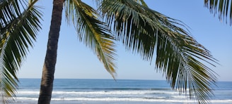 A scenic view of a tranquil beach with palm trees and clear blue waters, inviting travelers to relax and unwind.
