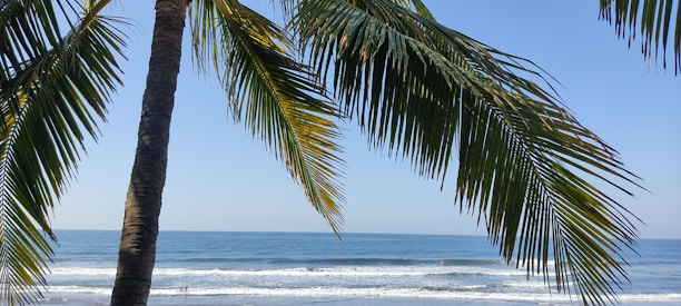 A scenic view of a tranquil beach with palm trees and clear blue waters, inviting travelers to relax and unwind.