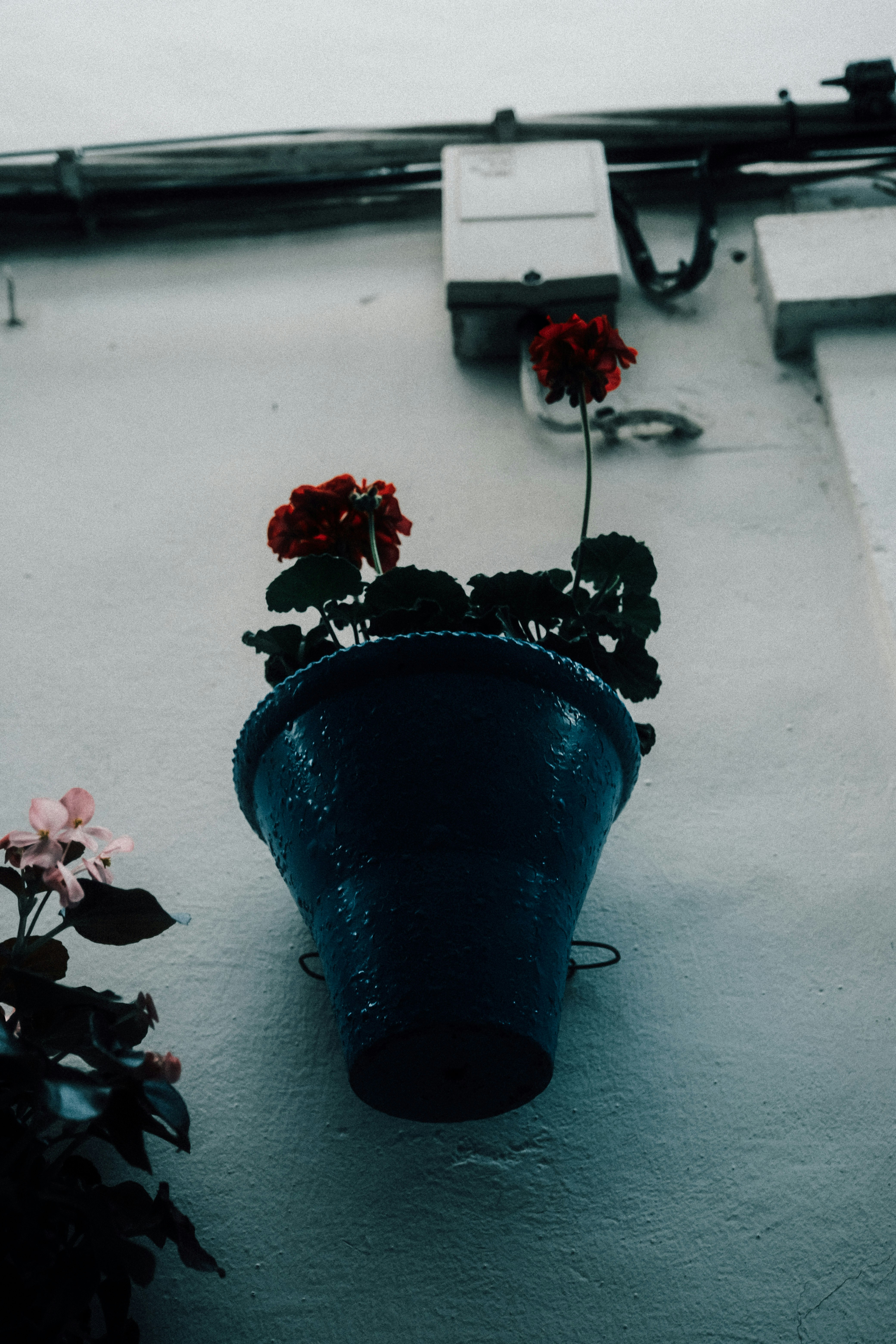 A potted plant sitting on the side of a building photo – Free Flower ...
